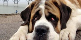 Gimme the pension bone